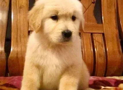 金毛|金毛犬不喜欢在厕所便便应怎么训练