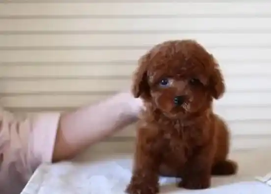 泰迪犬|哪些阶段的泰迪犬不能进行洗澡呢