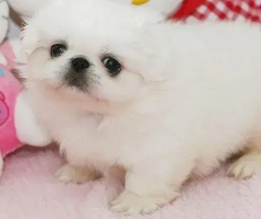 京巴狗|京巴犬好像得了癫痫怎么办