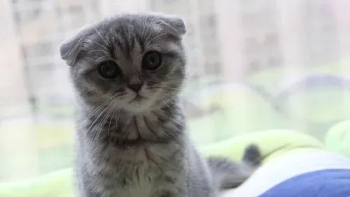 折耳猫的遗传病有哪些 折耳是畸形吗 | 折耳猫