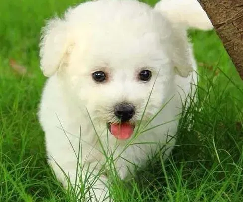 泰迪犬|泰迪犬肠胃炎刚好吃什么食物好