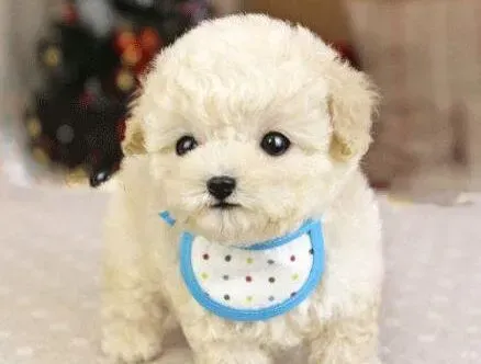 泰迪犬|预防泰迪犬出现皮肤病的三种方法