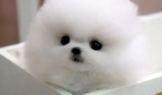 博美犬|治疗博美犬身上的螨虫最简单的方法