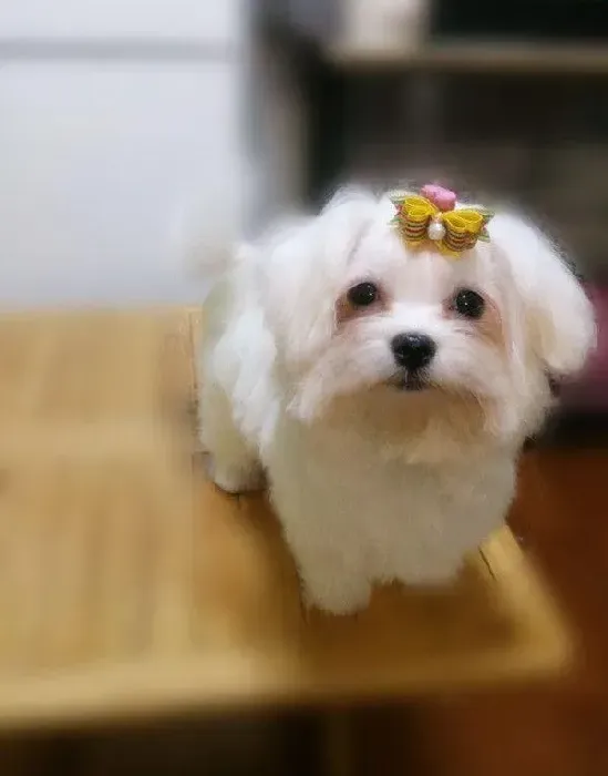 马尔济斯|马尔济斯犬得了犬瘟要如何治疗好得快
