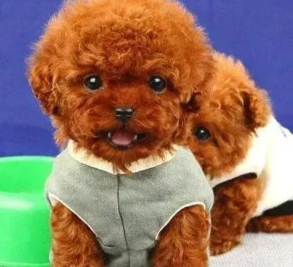 泰迪犬|我家泰迪犬有点咳嗽这是怎么回事