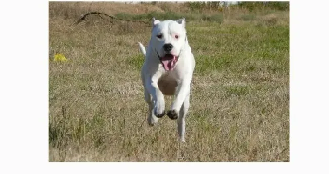 杜高犬|给杜高犬选购六类食碗 优缺点评价