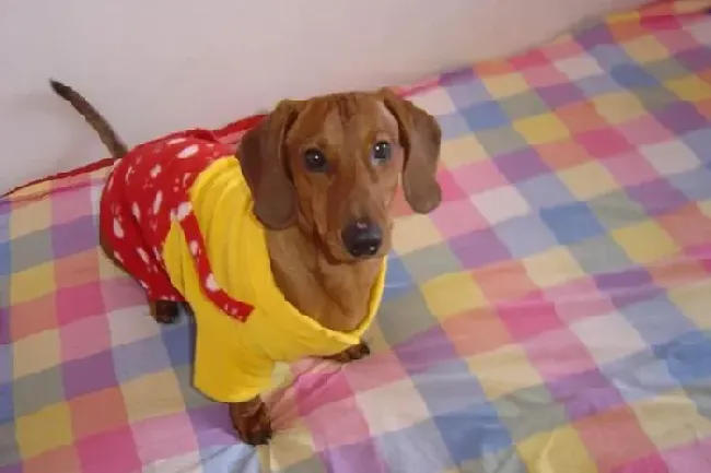腊肠犬|腊肠犬口臭的原因以及处理办法