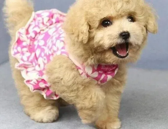 贵宾犬|刚出生不久的贵宾犬拉稀了怎么办