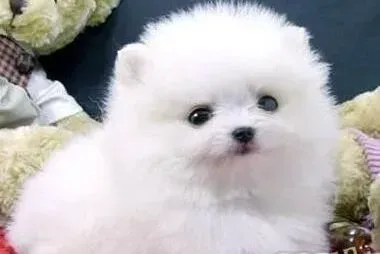 博美犬|博美犬在中暑过程中应该寻求的解决方法