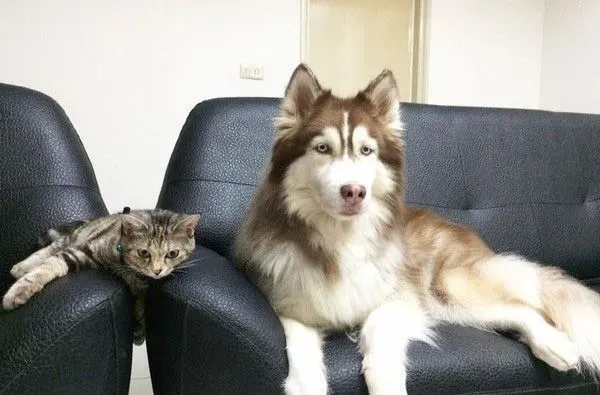 这是历史性的一刻！磨合期的猫狗姐妹罕见在一起 | 狗