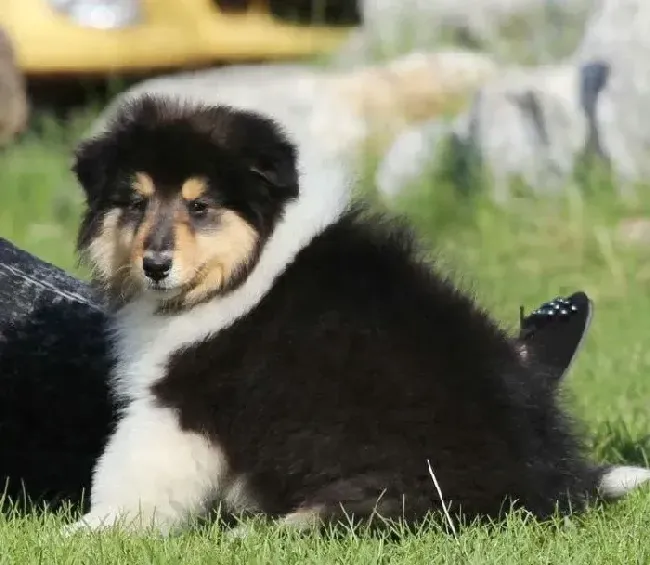 苏格兰牧羊犬|苏格兰牧羊犬口吐黄水和泡沫这是怎么了