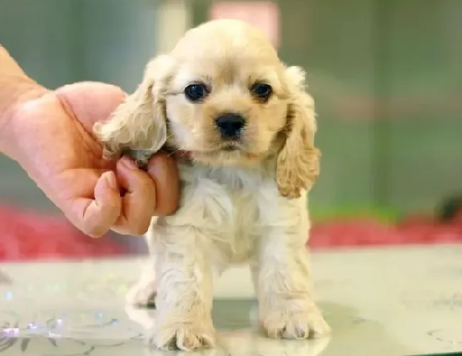 可卡犬|如何为可卡犬制作美味的爱心饼干