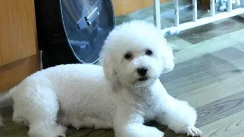 比熊和泰迪犬的区别 比熊犬腿比较短一些 | 比熊犬