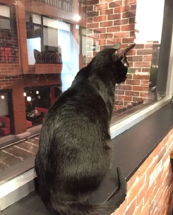猫咪游乐园主题餐厅  成为未来流浪喵们的庇护所 | 猫