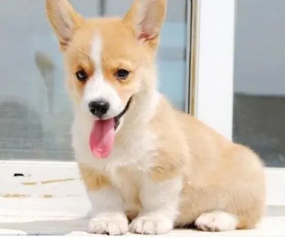 柯基犬|柯基犬多大的时候可以吃干狗粮