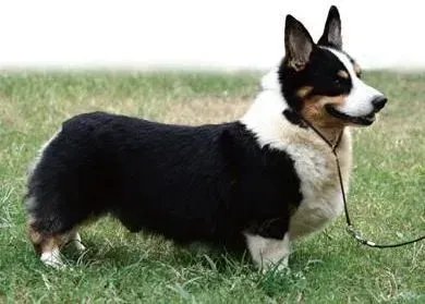 柯基犬|怎么给柯基犬滴眼药水，求解答