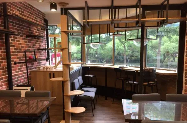 猫咪游乐园主题餐厅  成为未来流浪喵们的庇护所 | 猫