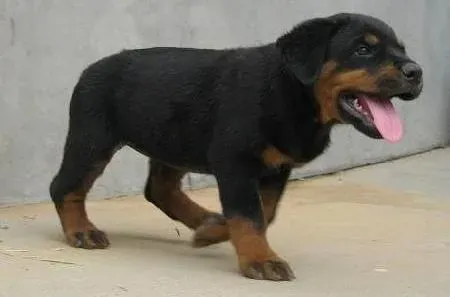 罗威纳犬|如何让罗威纳犬拥有火辣身材
