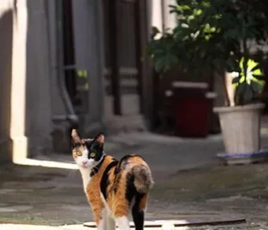 猫发情周期 间隔大约在两到三周 | 猫