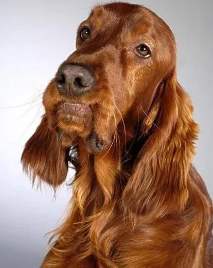 可卡犬|尴尬行为 容易造成可卡犬吃便便的原因