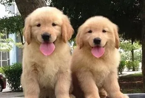 金毛|喂金毛犬食物时会出现的三大误区
