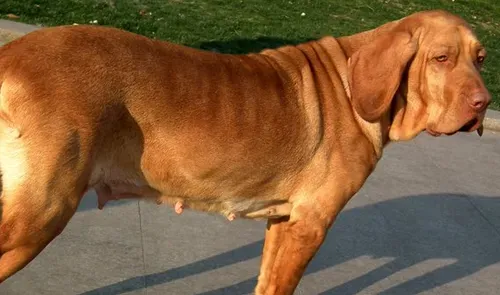 寻血猎犬会打架吗 寻血猎犬的性格特点 | 寻血猎犬