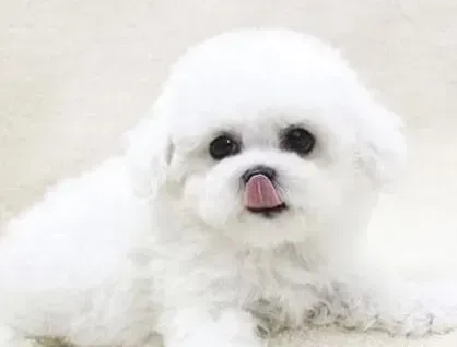 比熊犬|饲养比熊犬的方式 饲养比熊犬的几个要点