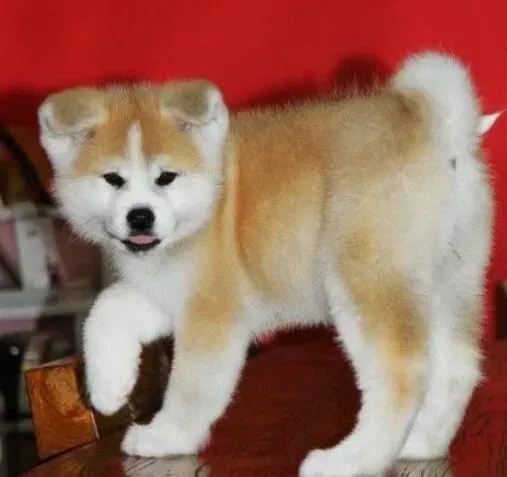 秋田犬|秋田犬眼睛有很多红血丝是怎么了