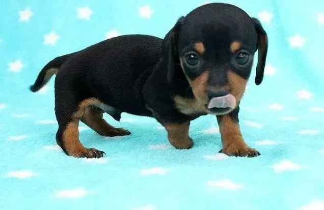 腊肠犬|引起腊肠犬腹泻粪便腥臭带血的原因