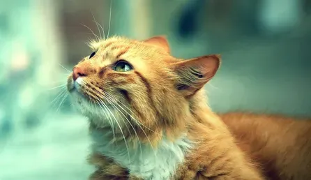刚出生的小猫如何分出公母 看生殖器官位置 | 猫