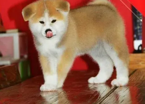 秋田犬|如何用科学的方法养出最健康的秋田犬