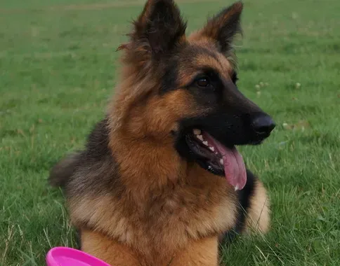 如何饲养德国牧羊犬 动物性饲料是犬的主食 | 德国牧羊犬