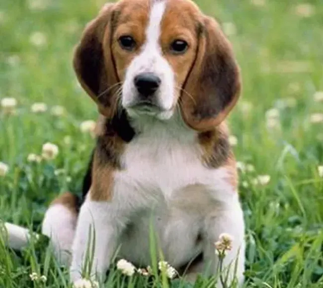 比格犬|正确训练比格犬进笼的技巧以及训练禁忌