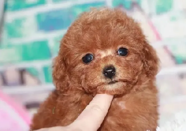 泰迪犬|泰迪犬为什么也会出现打嗝的现象