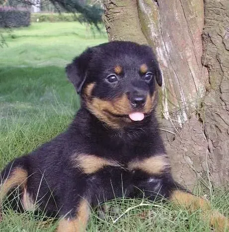 罗威纳犬|请问专家小罗威纳犬能喝牛奶么