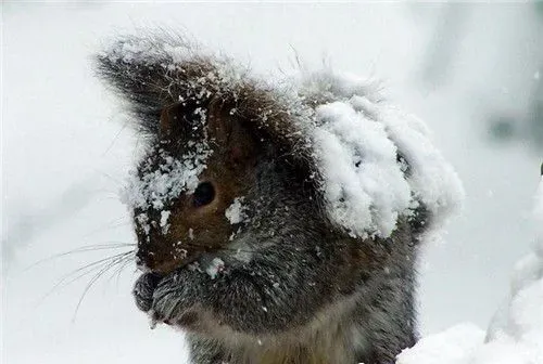 雪地松鼠寿命 雪地松鼠寿命一般是5到6年 | 雪地松鼠