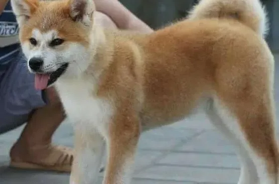 秋田犬|两个月的秋田犬才六斤，有点太瘦了该怎么喂养它