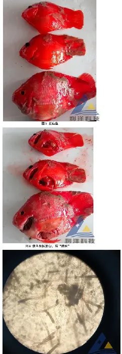 冬棚养殖血鹦鹉鱼水霉病的处理