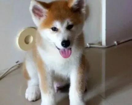 秋田犬|如何教秋田犬快速学会等候的动作