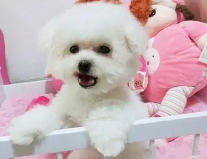 比熊犬|比熊犬绝育手术的注意事项有哪些