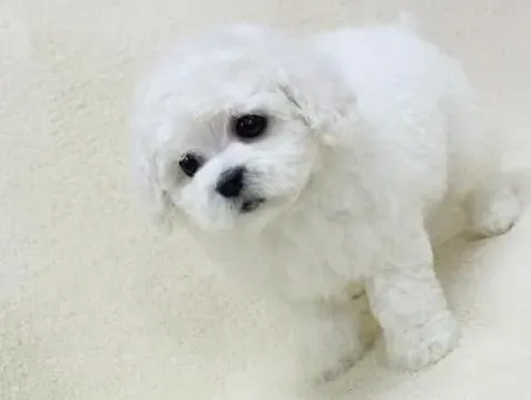 比熊犬|狗狗遭侵犯 自制比熊犬生理裤解危机