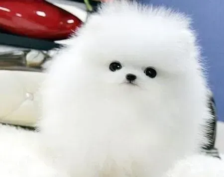 博美犬|养护博美犬方法之科学护理