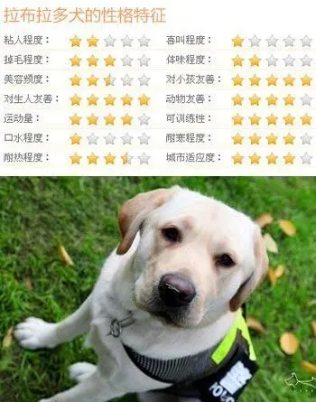 什么狗比较好训练 5类乖巧可爱的狗推荐 | 狗