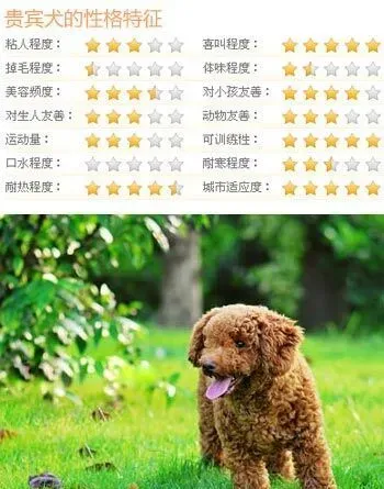 什么狗比较好训练 5类乖巧可爱的狗推荐 | 狗