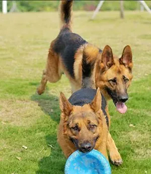 德国牧羊犬怎么训 注意科学的方法 | 德国牧羊犬