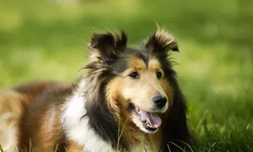 短毛狗怕冷吗 只是幼犬需要格外呵护 | 怕冷