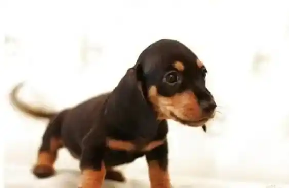 腊肠犬|请帮忙判断下 腊肠犬的情况是感冒还是支气管炎