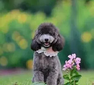 贵宾犬|贵宾犬感冒生病的小常识