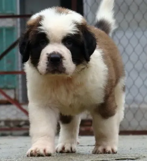 圣伯纳犬|圣伯纳犬患上犬瘟应如何医治