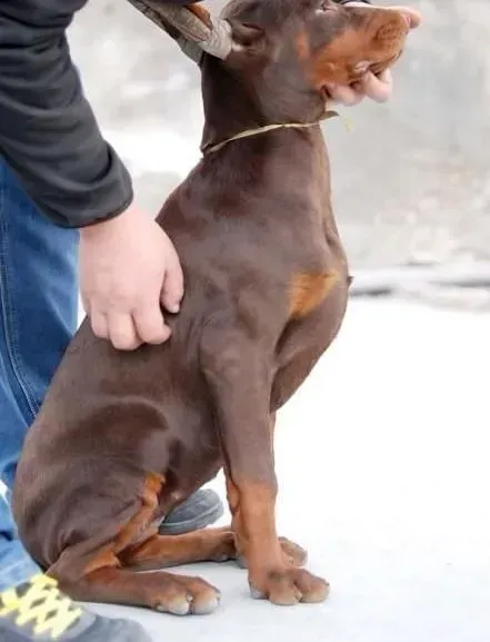 杜宾犬|家庭医疗之杜宾犬患上胃扭转的四大症状